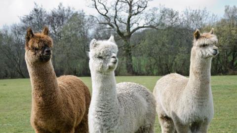 Alpaca raises $50m; moves into crypto trading