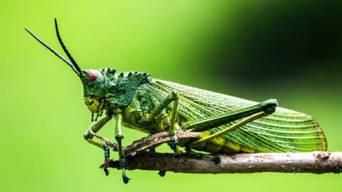 Digital bank Grasshopper raises $30.4m