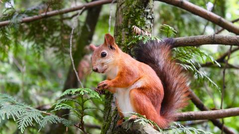 Money Squirrel launches app to help UK firms with cashflow management