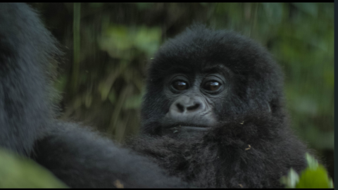 Tehanu completes world’s first ‘interspecies money’ transfer