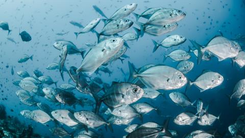 Standard Chartered taps Starling BaaS platform for green savings product